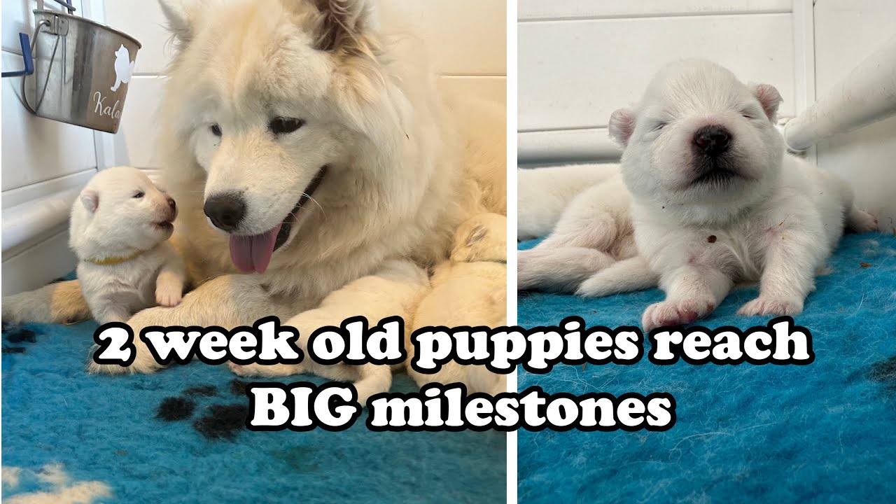 2 week old samoyed puppies reach BIG milestones