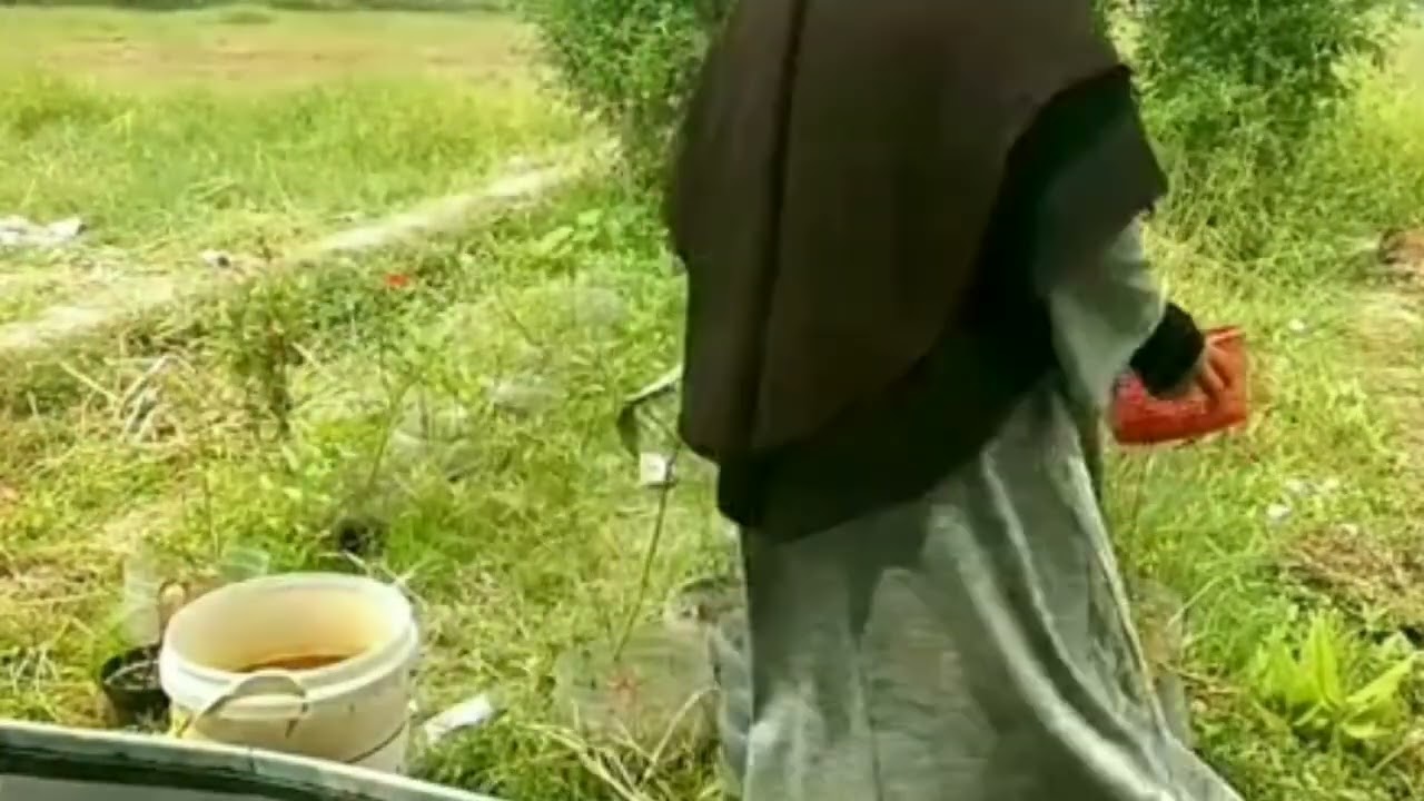 panen cabe ( video reupload dari akun pertama )