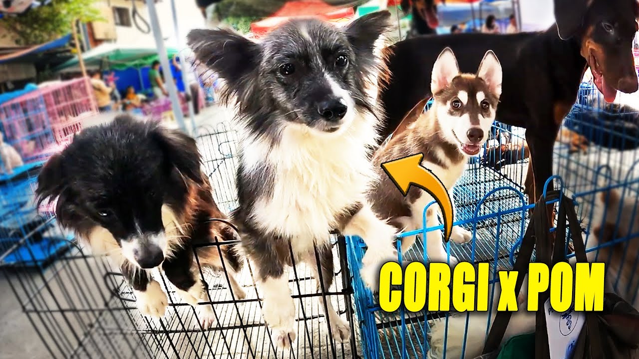 Mga SELLERS sa Grotto at BOCAUE bumaba na din dito sa PASIG