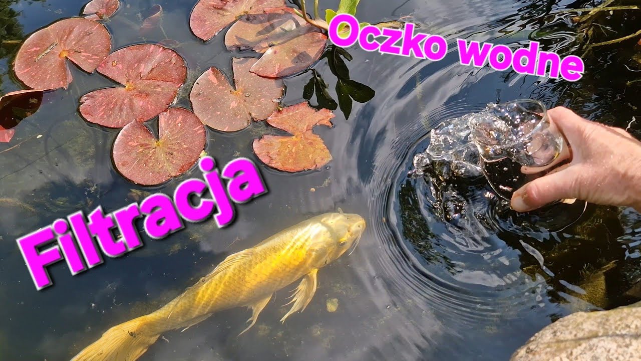 Filtracja do oczka wodnego własnej roboty ☺️ 11.06. 2025 #filtracja #oczkowodne #karpiekoi