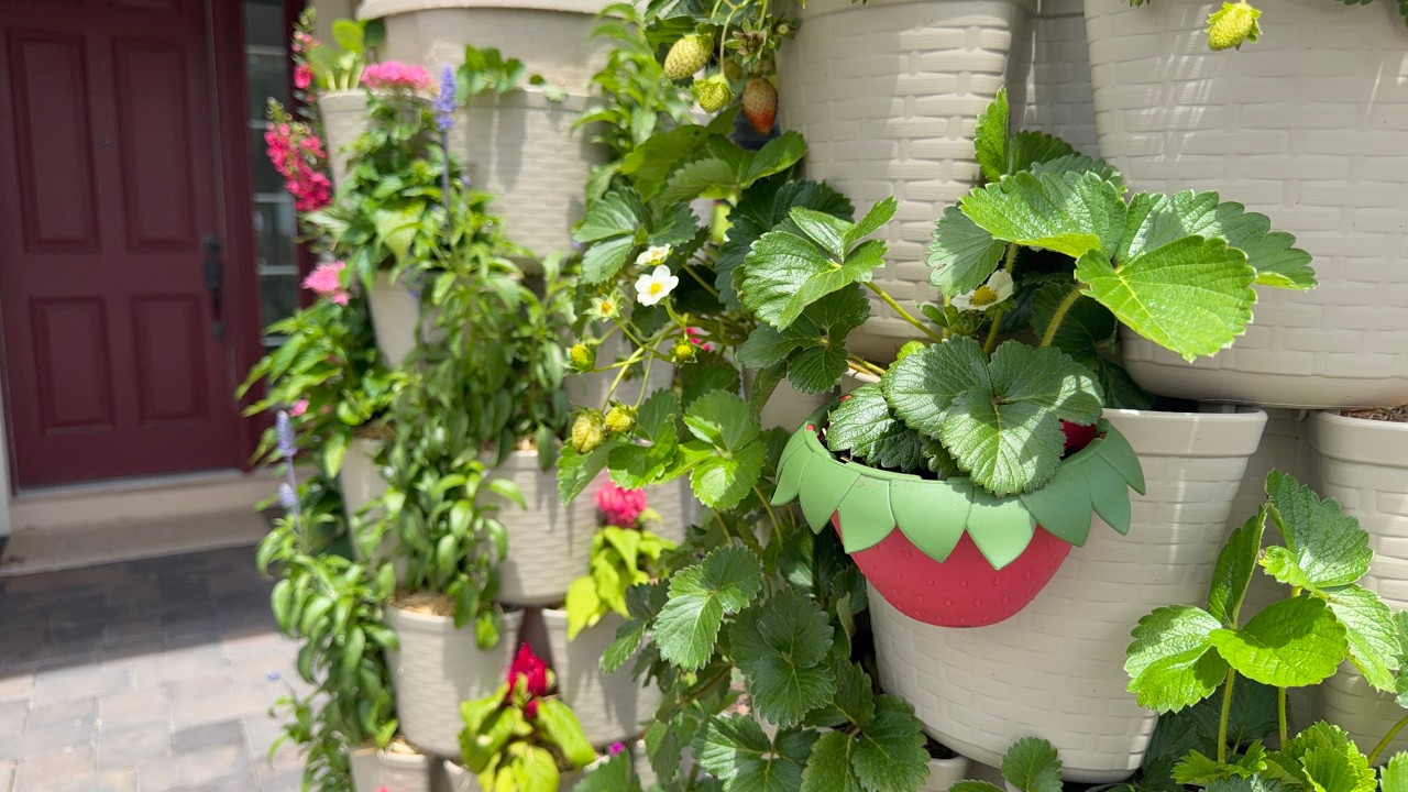 Размножайте клубнику с помощью Berry Cup 🍓