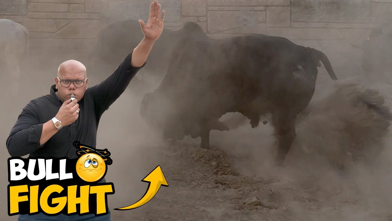 Bull Fight - Sary Janwar Masti Mein Aa Gae | BT Farm Stories🐂🔥🎥