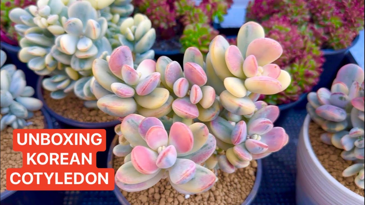 LeLe: (408) 883 5495 UNBOXING KOREAN SUCCULENT | NEW POTS FOR SALE | KHUI THÙNG CHẬU 3D MỚI VỀ