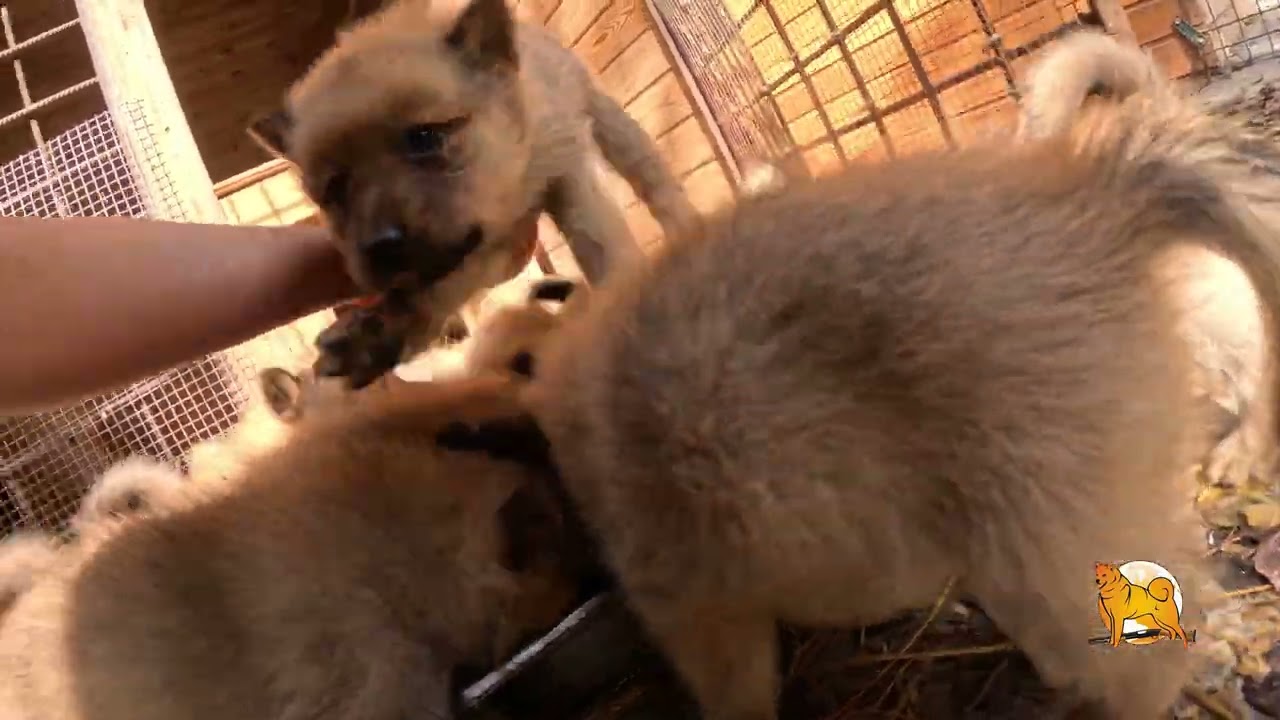ЩЕНКИ КАРЕЛО-ФИНСКОЙ ЛАЙКИ в октябре 2025! :: PUPPIES of FINNISH SPITZ in October 2025!