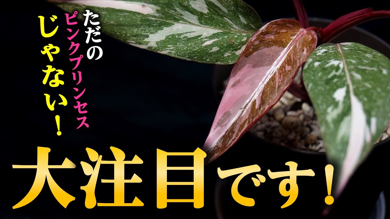 憧れの観葉植物の”真骨頂”がついに登場！【フィロデンドロン】