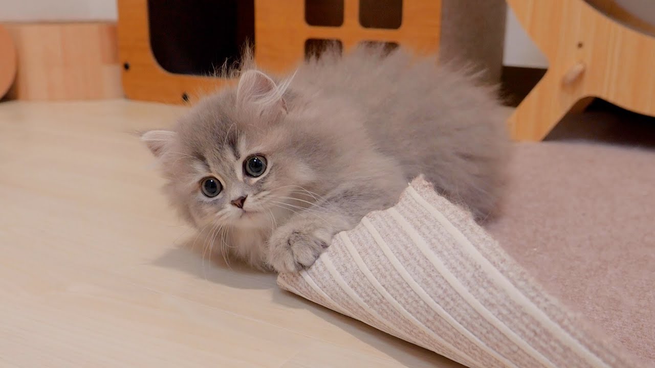 Котёнок, который улетает, как только заправляется постель, такой милый...