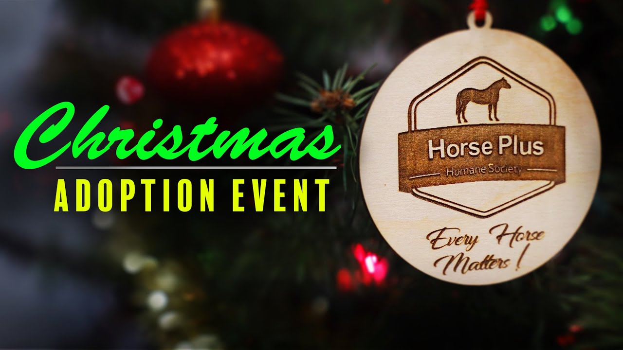 Christmas Adoption Event - Horse Shelter Heroes S4E45