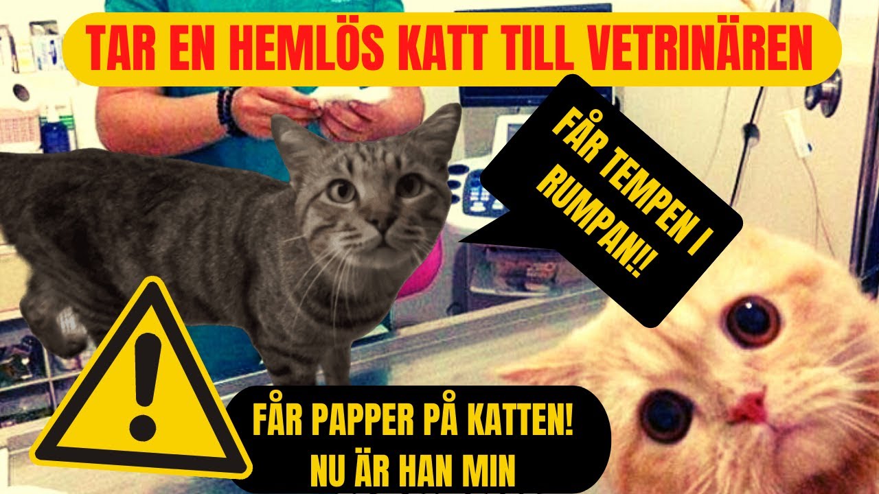 TAR EN HEML&Ouml;SA KATT TILL VETRIN&Auml;REN!   - KATTUNGE - F&Aring;R PAPPER P&Aring; HONOM!