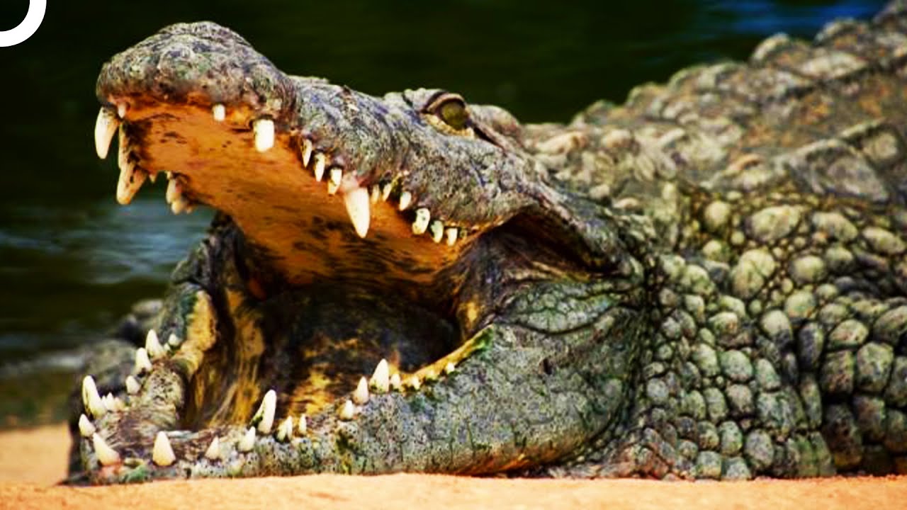 Breathtaking Hunting Strategies | Animal documentary