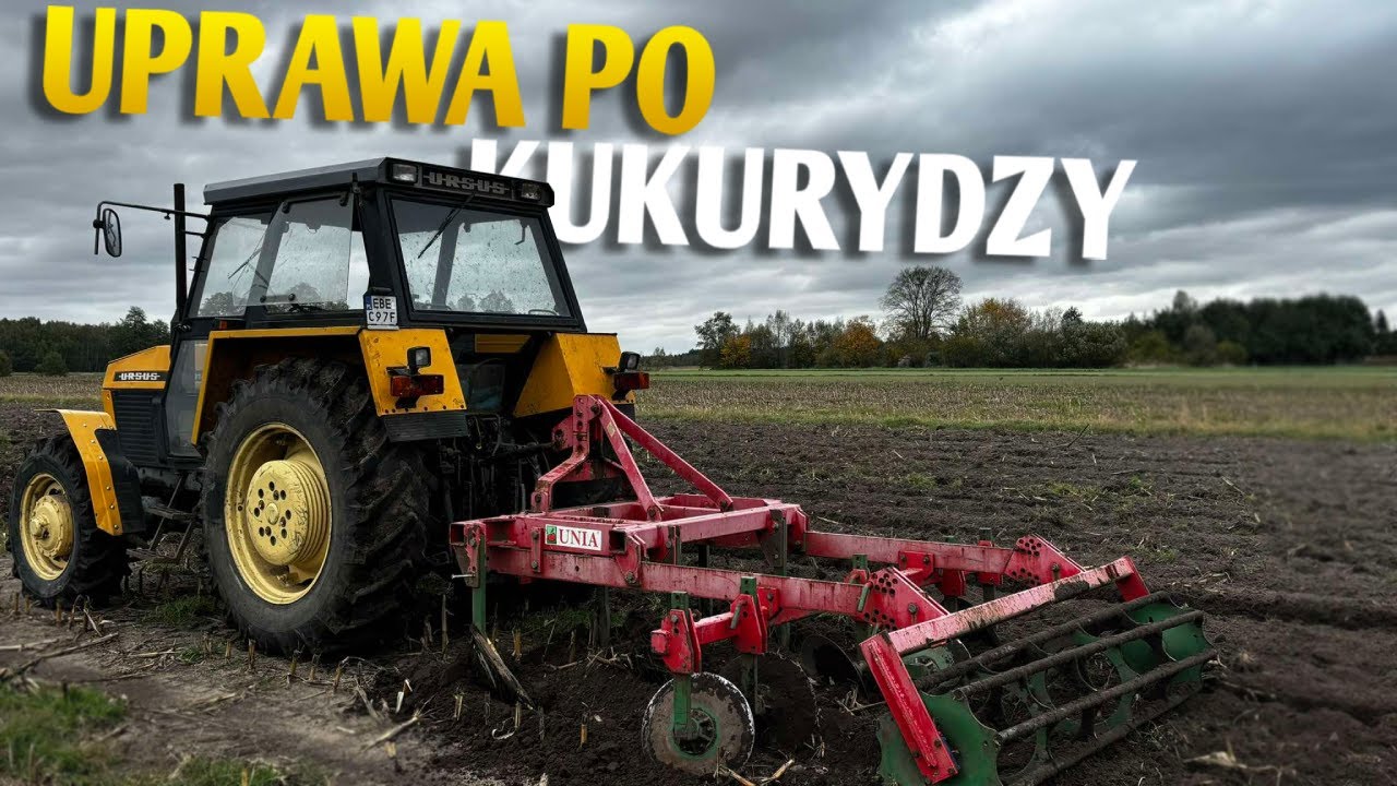 ✔Gruberowanie po kukurydzy✔🔥URSUS 914 & UNIA KOS🔥✔