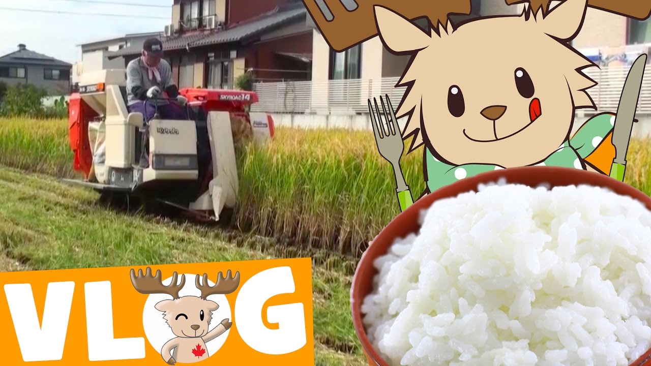 Harvesting Rice | Marty's Vlog
