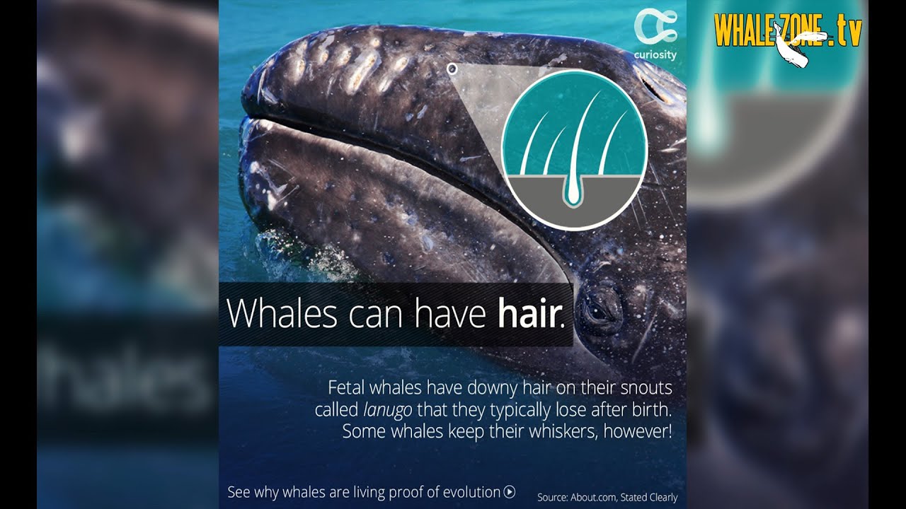 Do Whales and Dolphins have Hair? | WHALEZONE.TV S3E5