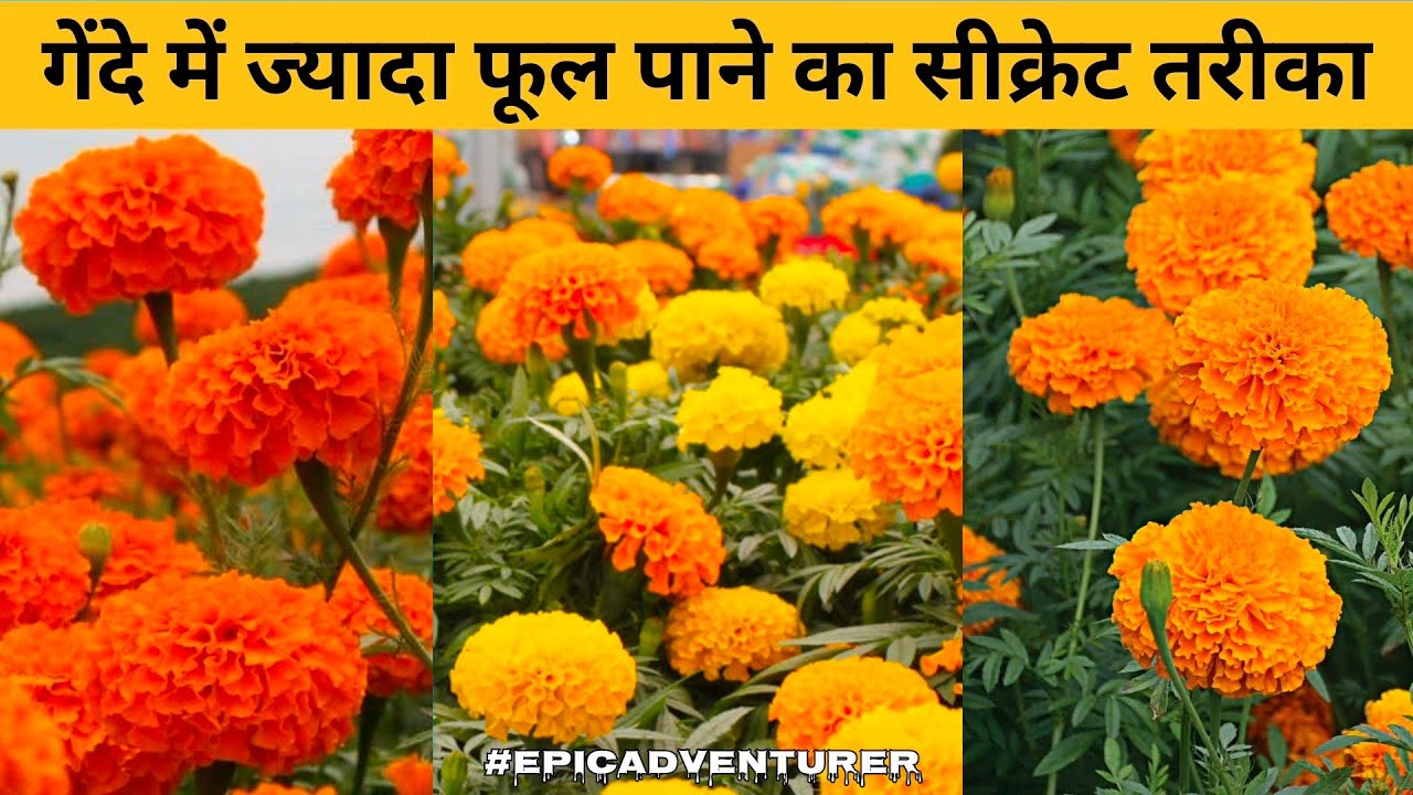 || गेंदे पर ज्यादा फूल कैसे पाएं || #marigold #epicadventurer 