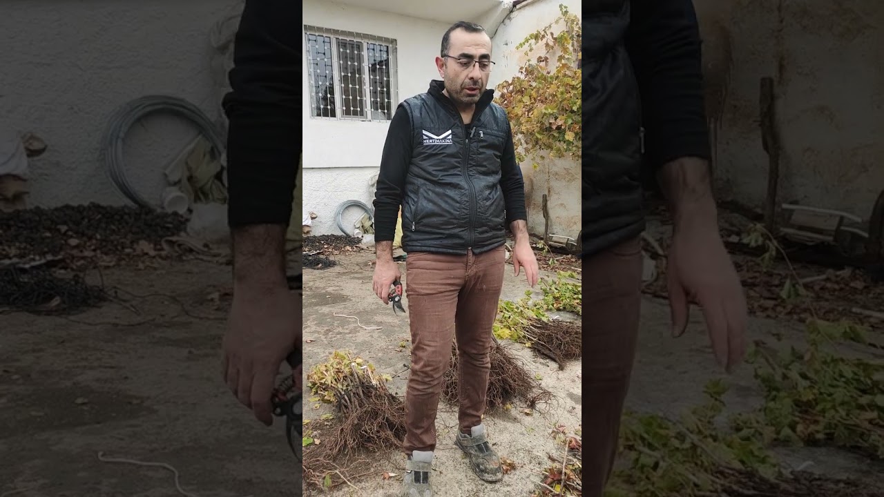Nevşehir Avanos Göynük köyünde üzüm fidanı satışı...