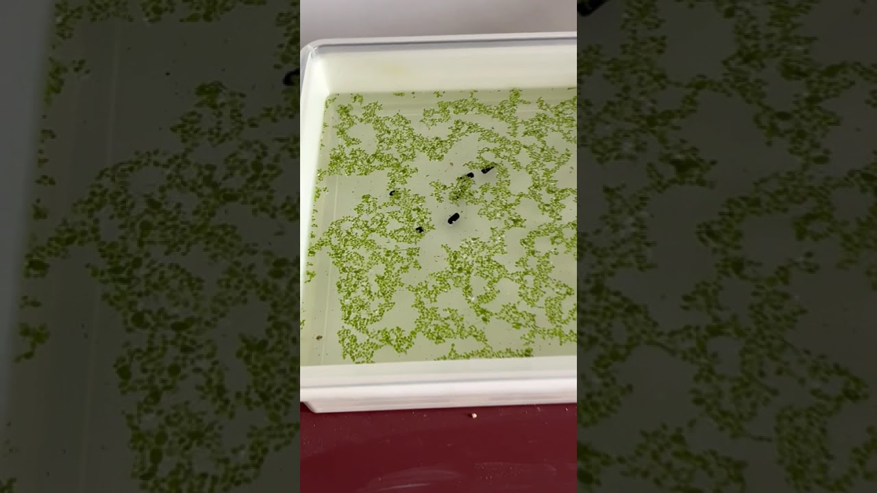 Semana 1. Lemna Minor