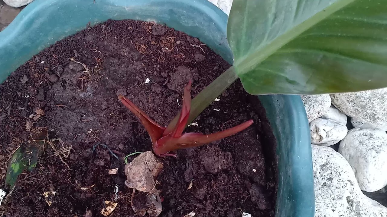 Philodendron propagation: cutting of babies
