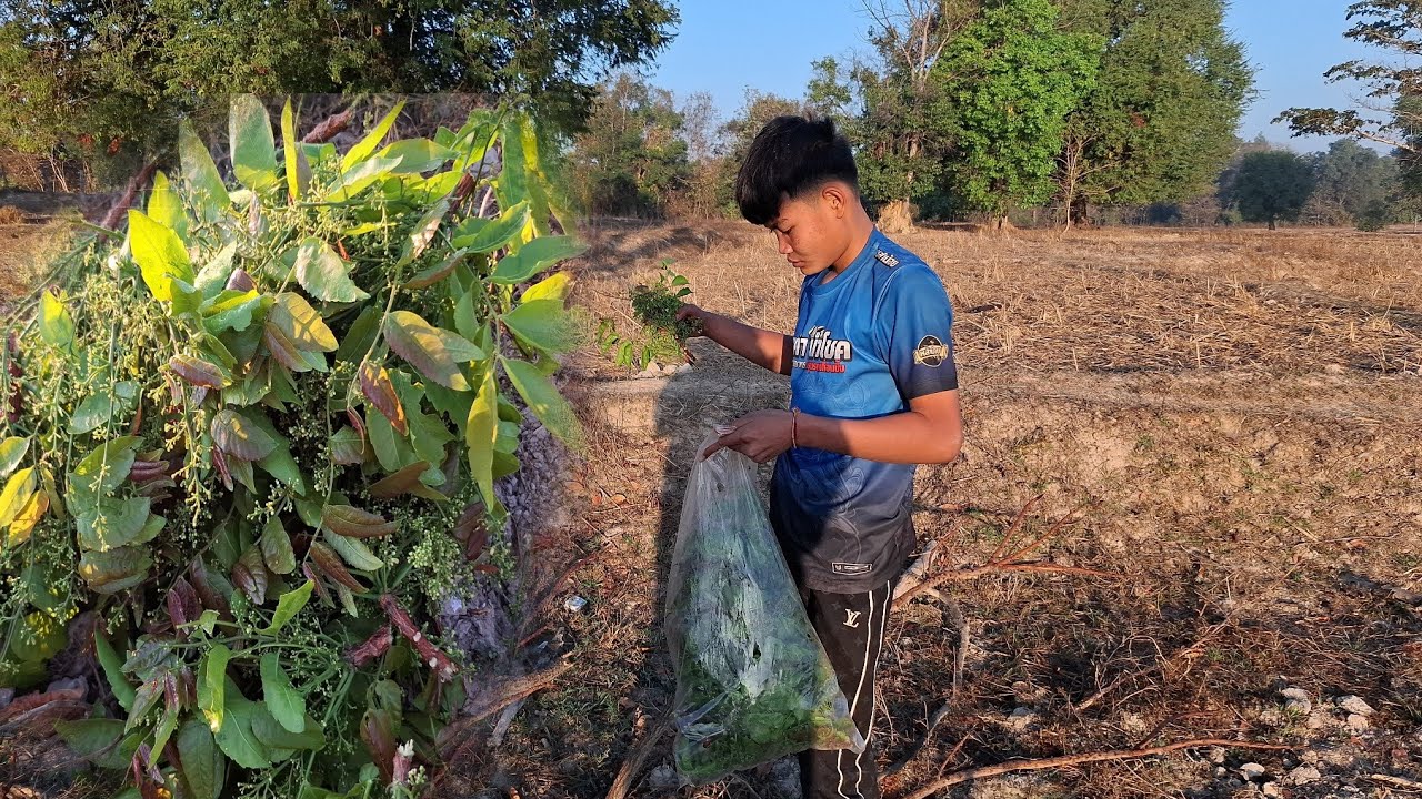 เก็บผักกระเดายอดงามๆกับน้องโตโน่  26 มกราคม ค.ศ. 2026