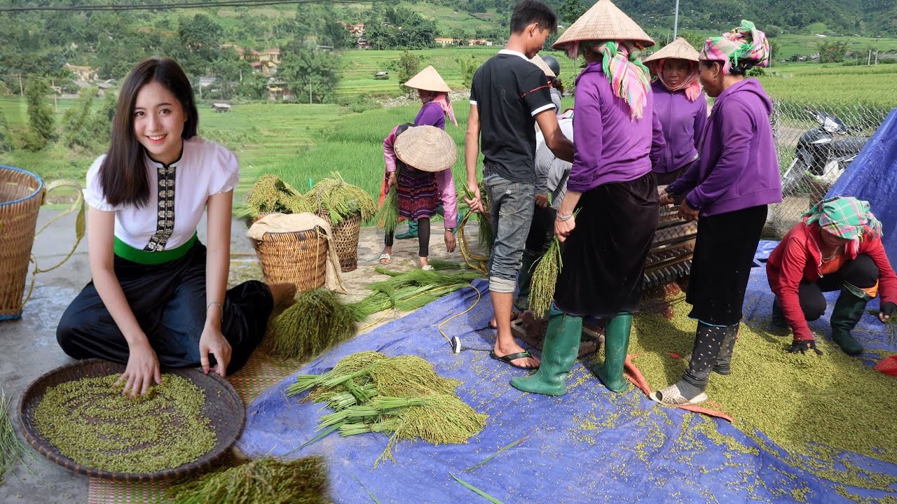 VẤN VƯƠNG HƯƠNG CỐM T&Uacute; LỆ | XEM C&Aacute;CH L&Agrave;M CỐM ĐẶC SẢN CỦA NGƯỜI TH&Aacute;I T&Uacute; LỆ