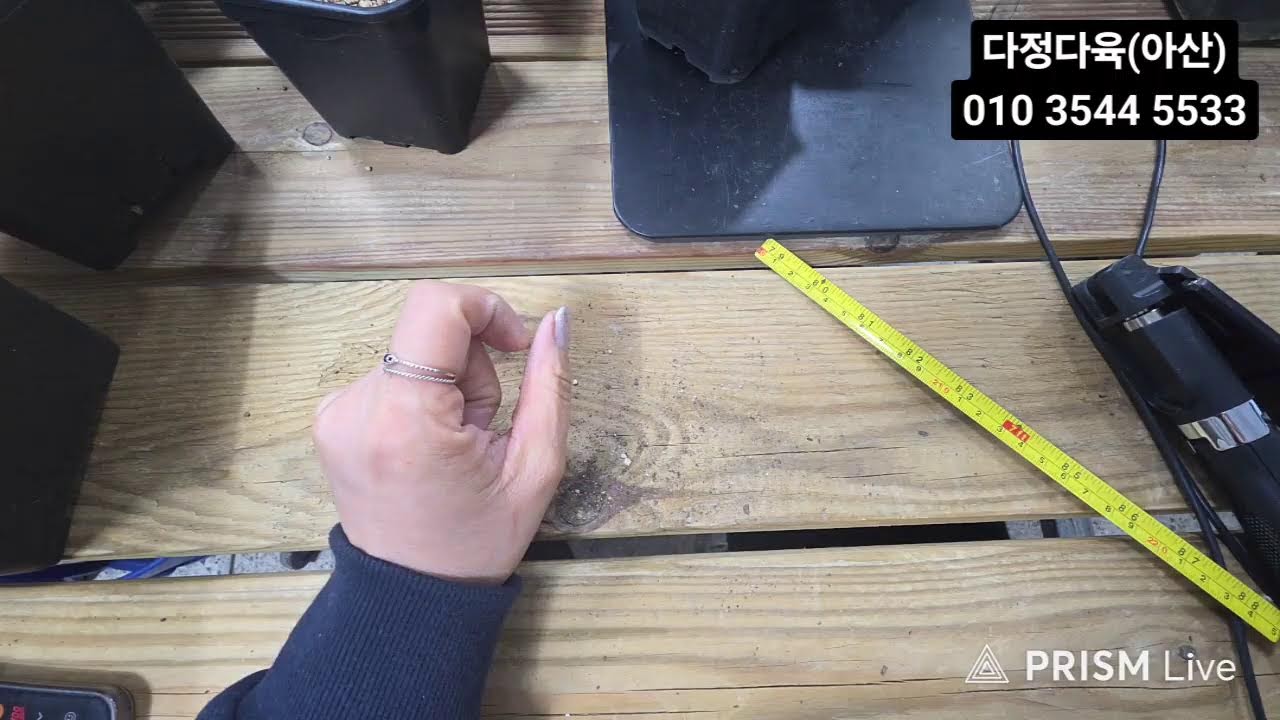 다정다육#마이웨이#넘버원#팔색조색금#진주#창금##청개구리##색금#녹금#힐링타임 함께해요 ♡