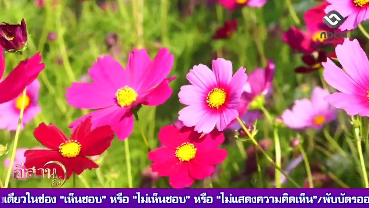 อุบลฯ ทุ่งดอกคอสมอส ถวายเป็นอาจริยบูชา หลวงปู่มั่น ภูริทัตโต อีสานเช้านี้ NBT UBON 040269