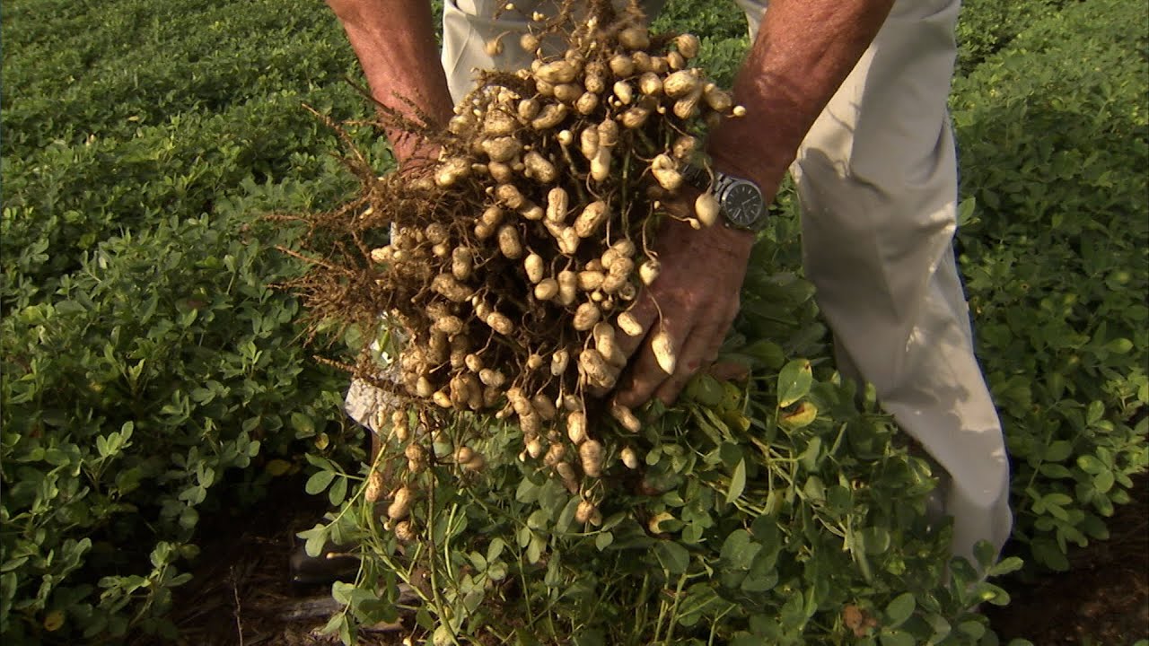 Coastal Alabama Peanuts - America's Heartland