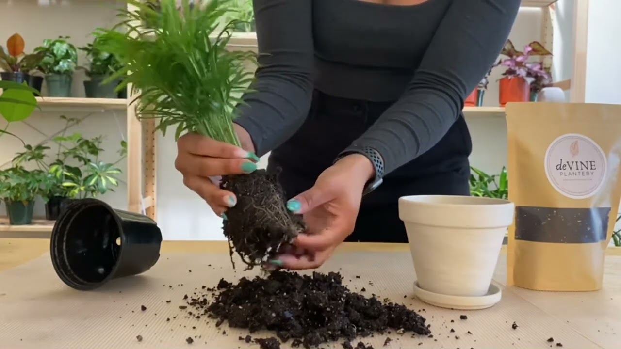 Parlor Palm Repotting