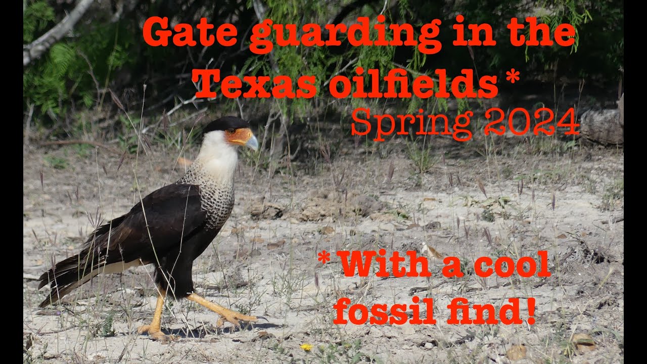 Gate guarding  in the Texas Oilfields 2024 with wildlife and a really cool fossil find
