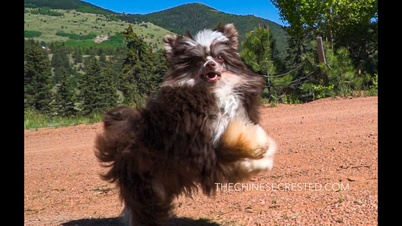 Chinese Crested Powderpuff male | Ruslan