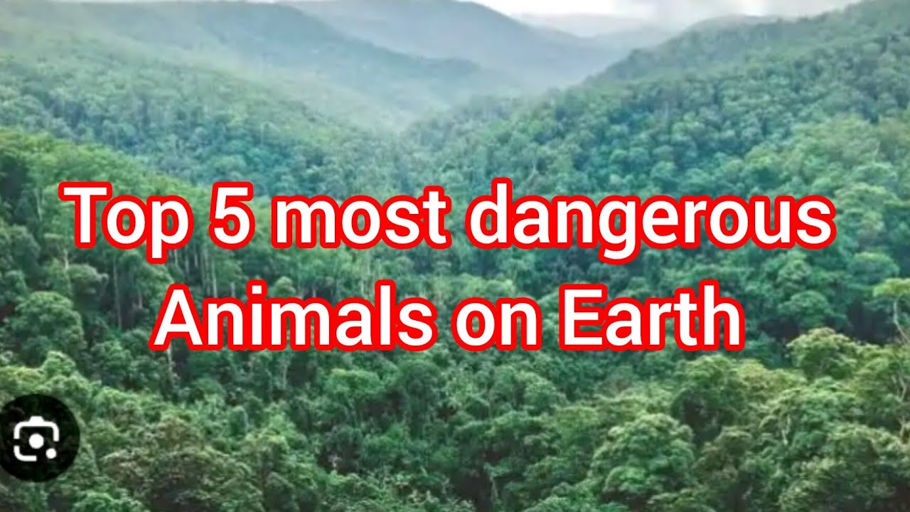 The Top 5 most dangerous animals on Earth 
