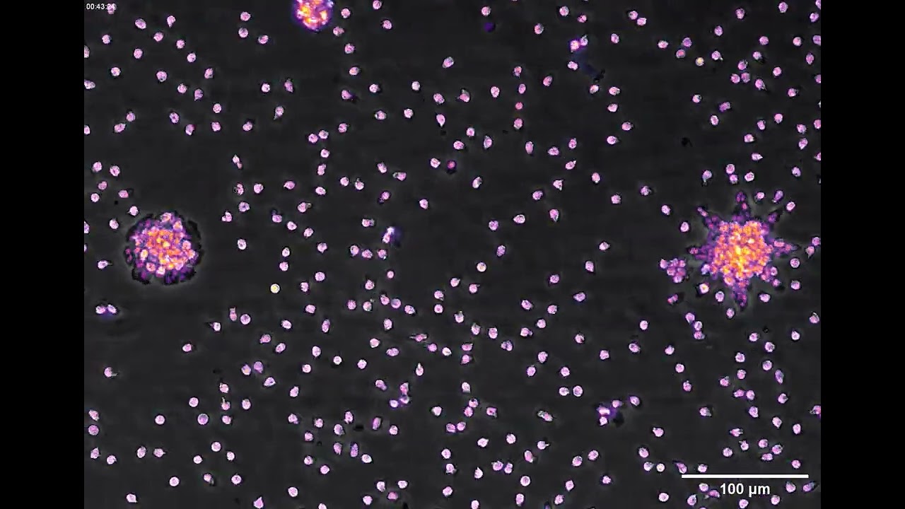 Cells follow 'breadcrumb trails' to form dots and stars
