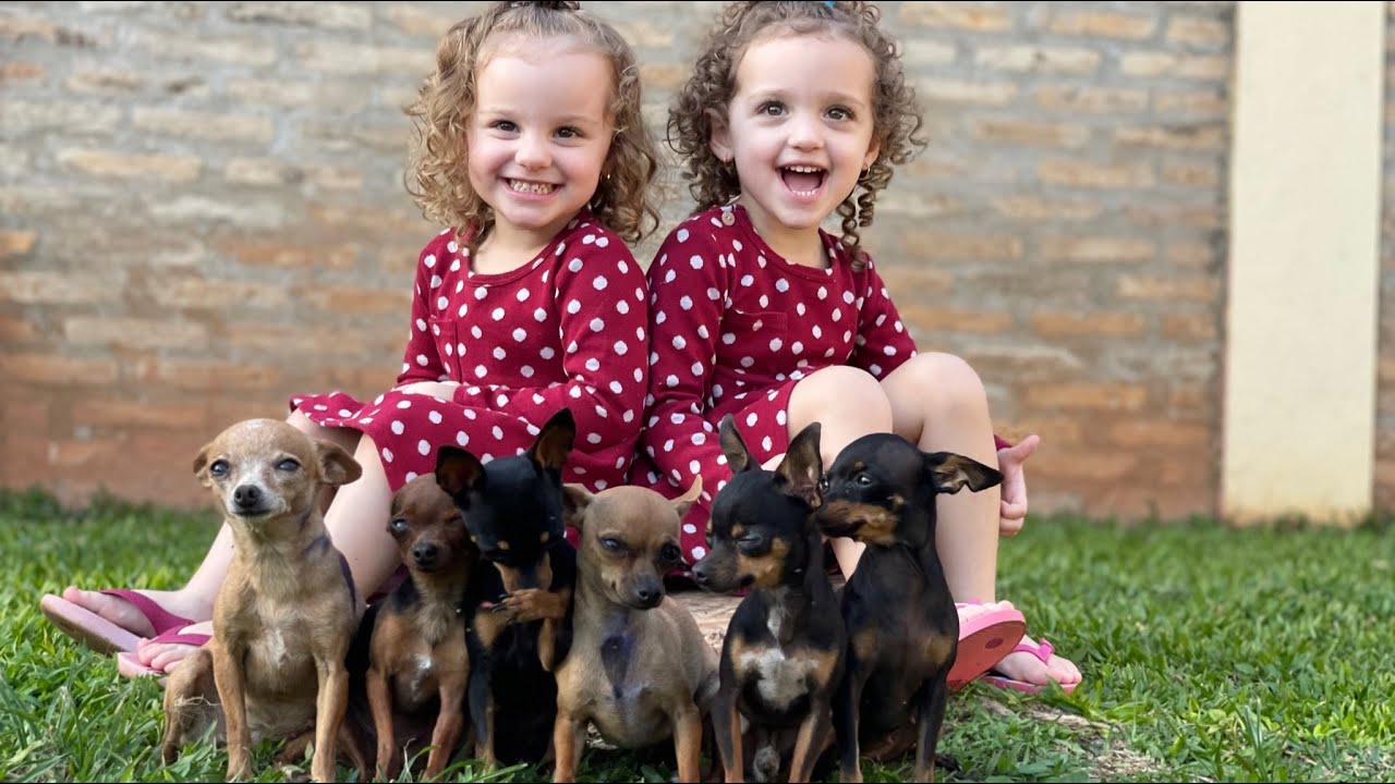 12 Horas Com os Nossos Cachorros Pinschers