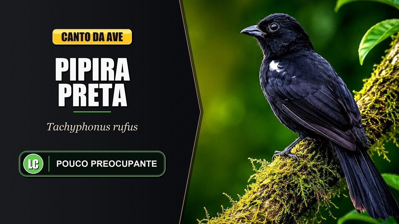 Canto da Pipira Preta / Encontro de Prata / S&atilde;o Pedrinho | White-lined Tanager | Tachyphonus Rufus