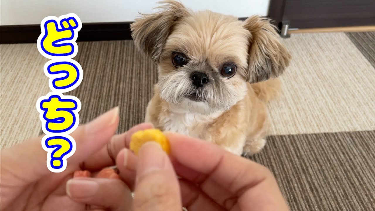 ちょっと怖い？どっちの手に入ってるかゲーム チワワ×シーズー