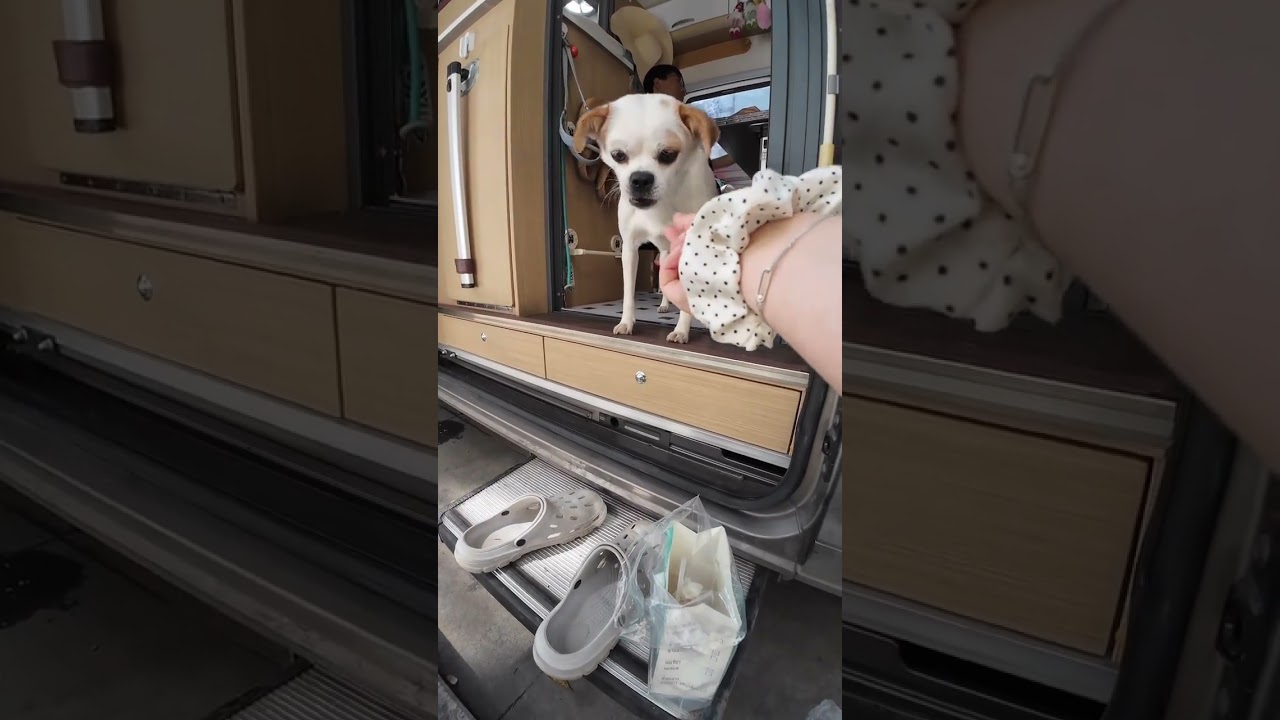 Two & a Hound's RV Adventure: First Tent Setup Success