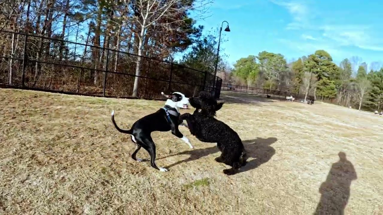 Dog Park TV Another spectacular day in NE Georgia, perfect for dogs and owners.