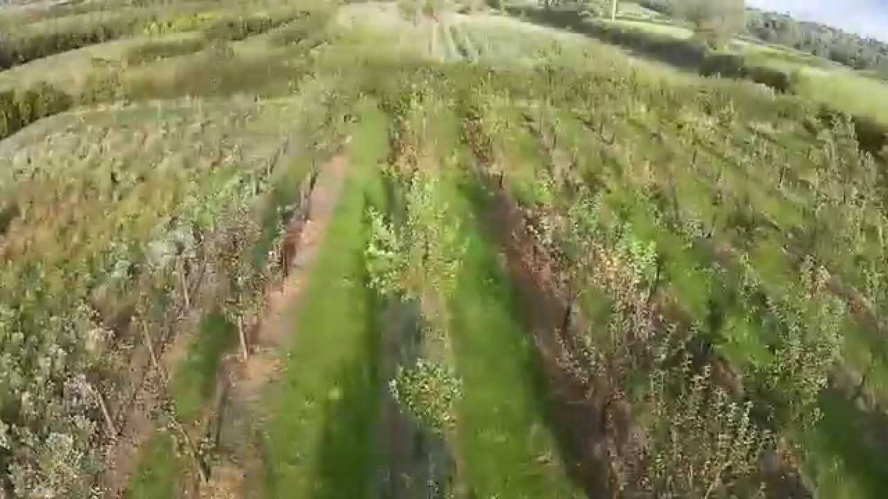 The Stock Orchard at Beardsworths Nurseries
