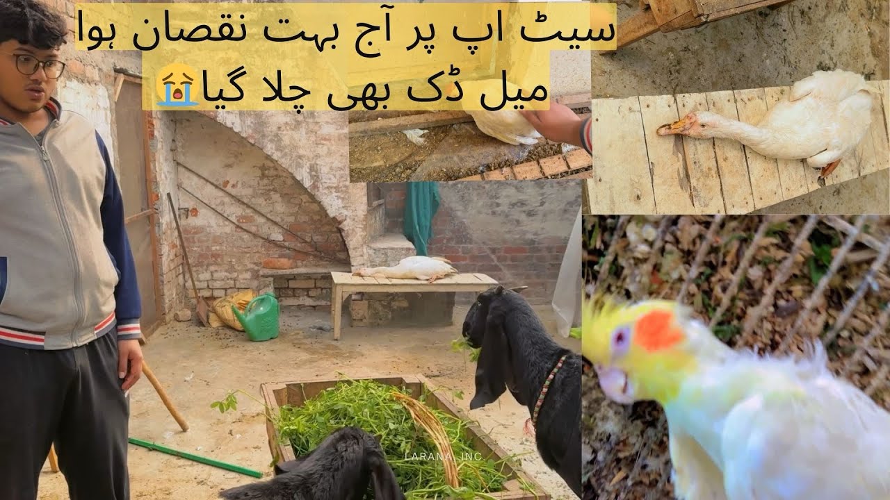Male duck expire ho gaya😭|Our new male duck expired# birds #pets #vlog #beautiful birds #animals