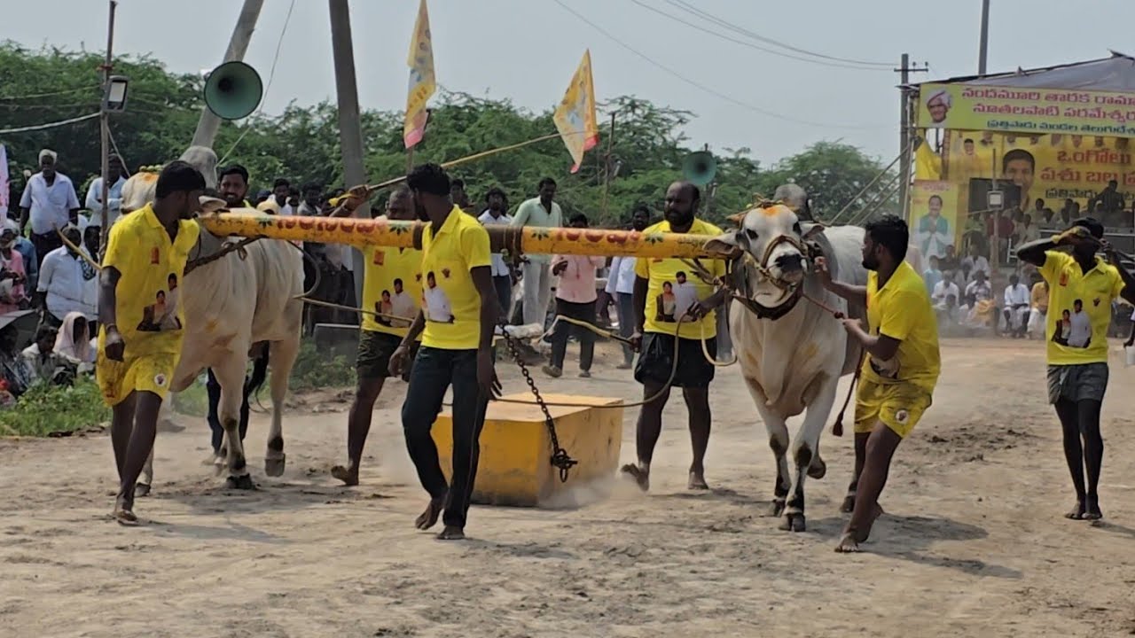 Legend and Pothireddy palli gittha RK Bull's Vetapalem in prattipadu