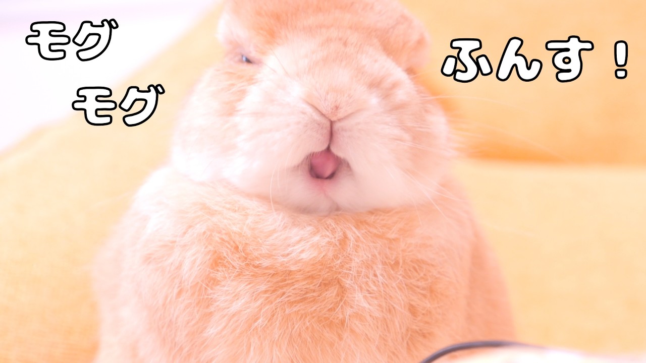 夢の中でモグモグしながら鼻息「ふんす」をするうさぎ【No.1847】