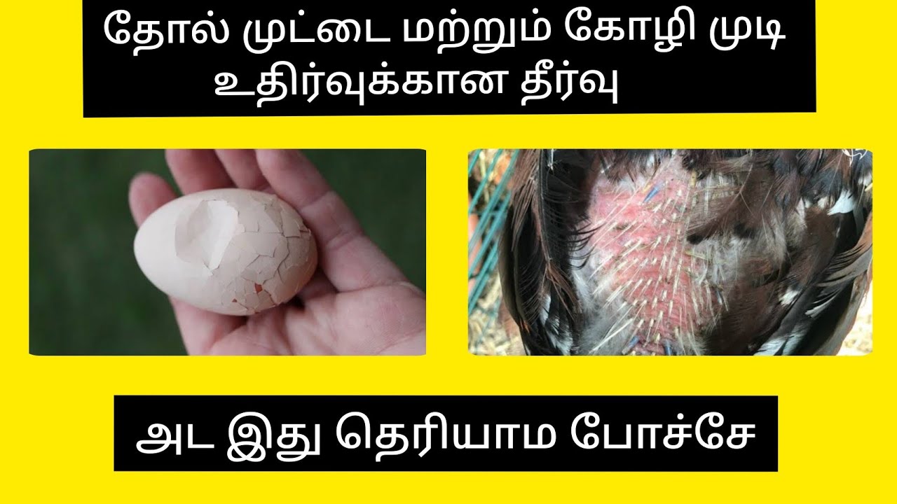 தோல் முட்டை மற்றும் கோழி முடி உதிர்வதற்கான தீர்வு | COUNTRY CHICKEN HAIR FALL AND CALCIUM PROBLEM