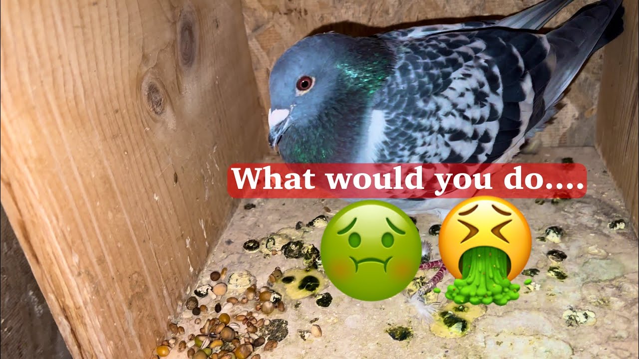 Young bird sickness&hellip; what would you do?