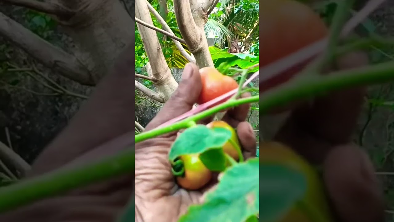 പച്ചക്കറി കൃഷി/ Krishi Malayalam