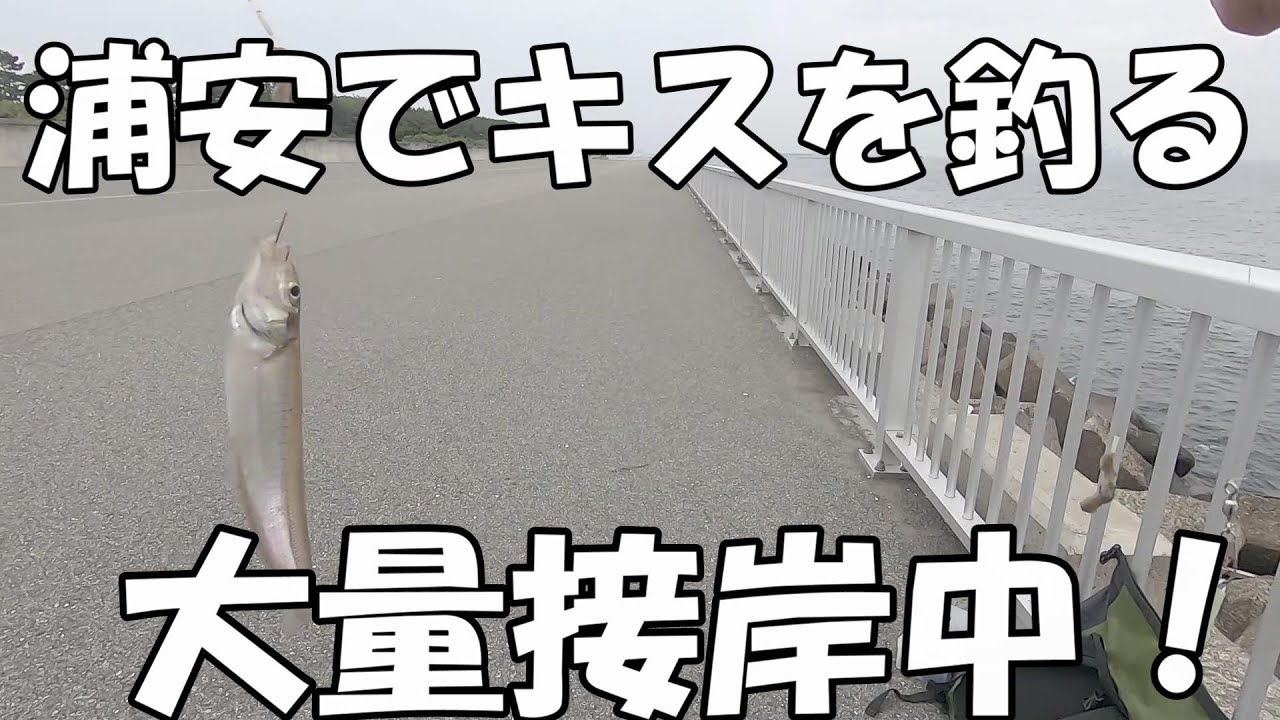 浦安でキスが釣りたい！！
