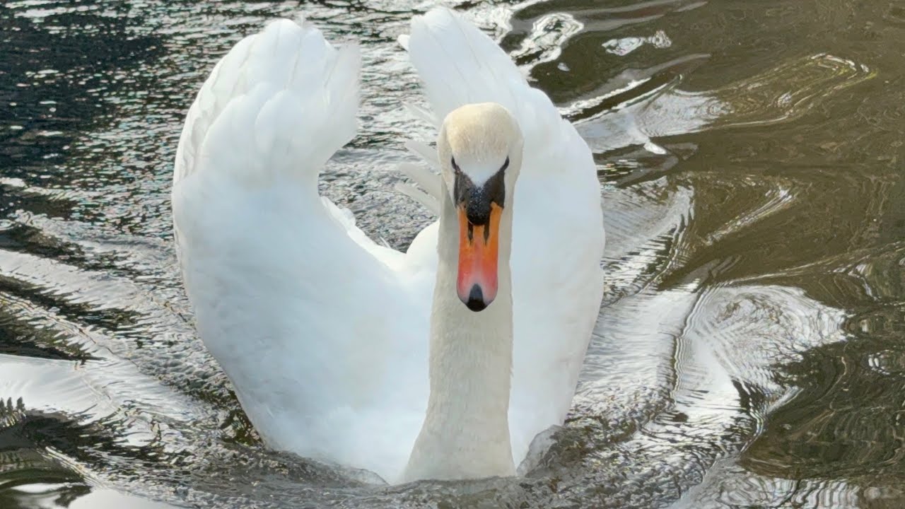 Swan Pen (Princess) Enjoying Her Seeds With The Second Geese Pair. 25 Feb, 2026. 