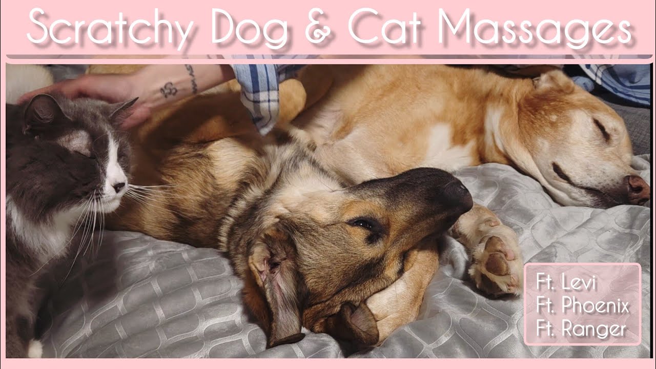 #ASMR | Dog & Cat Scratchy Massage With Some Purring | Ft. Levi, Ranger and Phoenix | NO TALKING