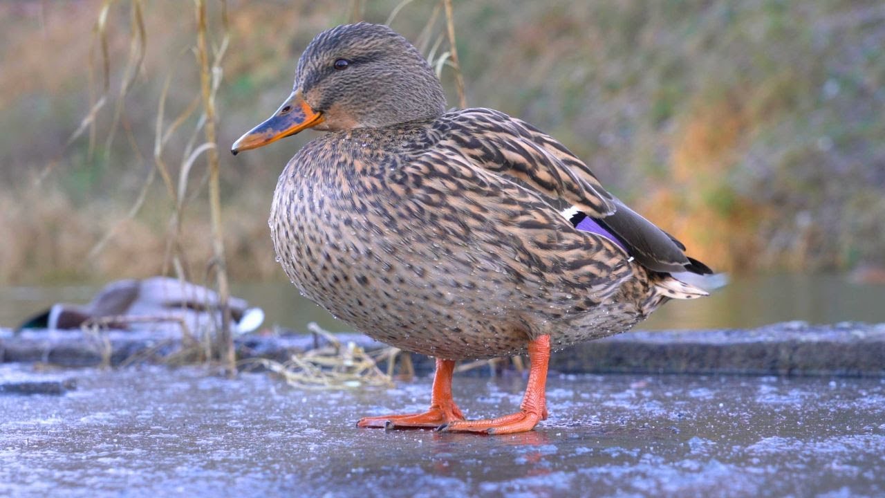 Mallard Duck Hen on the Frozen Mud Waiting to be Fed [4K]