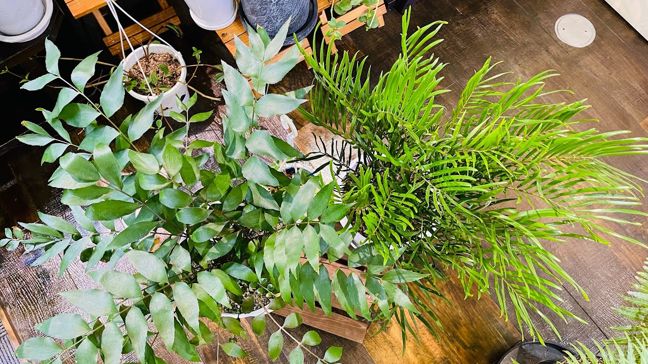 【化石植物ソテツ🌿】ソテツ愛が止まりません😍