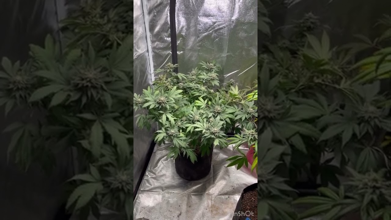 Irvine lvl 1 tester Blueberry Headband x Boss Hog 2nd run better pheno