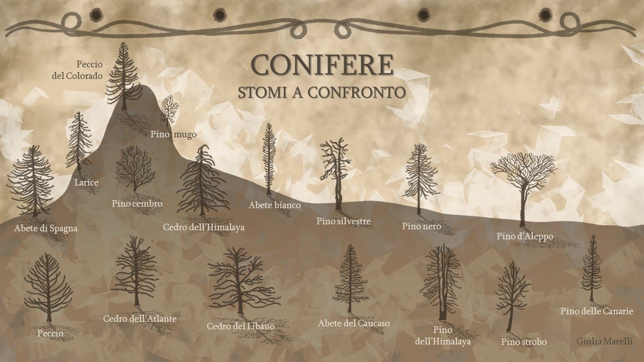 CONIFERE: STOMI A CONFRONTO