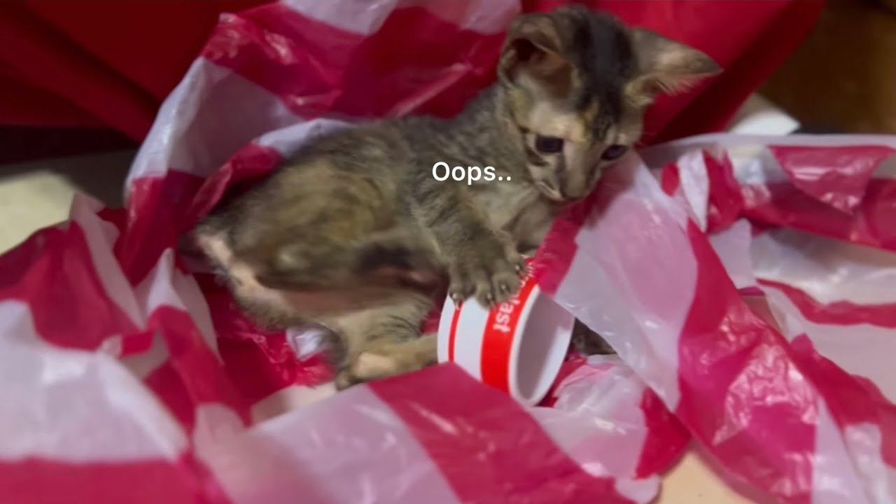 My kitten tries ASMR..